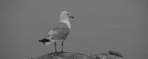 Photographie